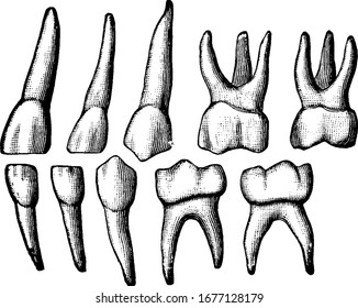 Temporary teeth, also called primary teeth or baby teeth, they are the first set of teeth in the growth development of humans, vintage line drawing or engraving illustration.