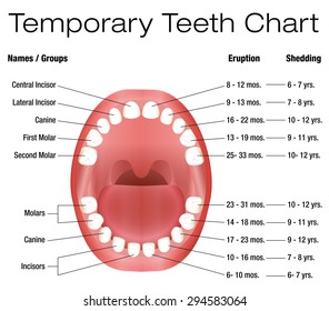 Temporary teeth - names, groups, period of eruption and shedding of the childrenÃ?Â´s teeth - three-dimensional vector illustration on white background.