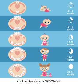 Temporary teeth - names, groups, period of eruption and shedding of the children.