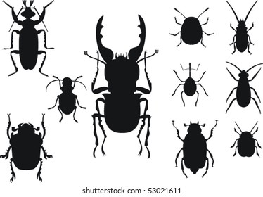 Ten bugs over white