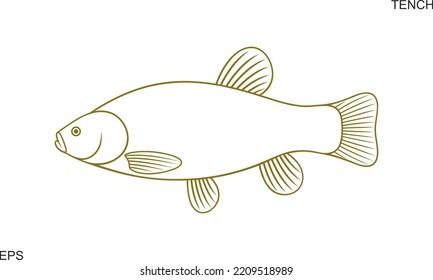 Tench outline. Isolated tench on white background