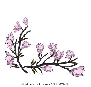 Tender branch of Magnolia. Vector illustration.