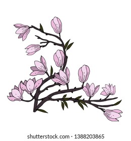 Tender branch of Magnolia. Vector illustration.