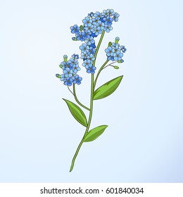 Tender brunch of forget-me-not flowers on the light blue background.