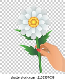 Tender chamomile in female hand isolated transparent background  Illustration and white spring flower in gradient style