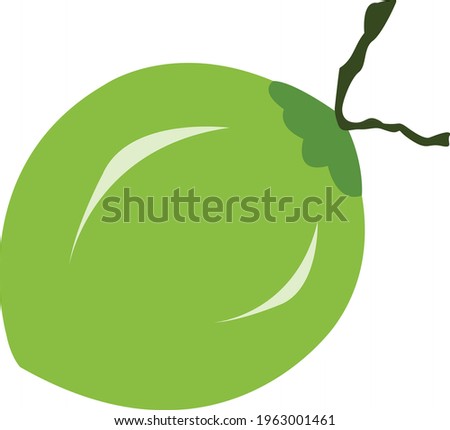 tender Coconut illustration for logo 