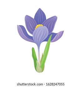 Tender Crocus with Opened Purple Petals On Stem Vector Botanical Item