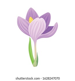 Tender Crocus with Opened Purple Petals On Stem Vector Botanical Item