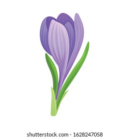 Tender Crocus with Purple Petals On Stem Vector Botanical Item