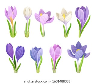 Tender Crocuses with Purple Petals On Stems Vector Set