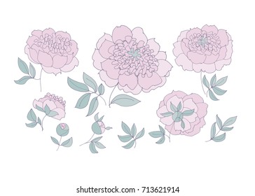 tender elegant floral elements set for web and print. peony sketch vector illustration.  hand drawn spring flower sketch for surface design. 
