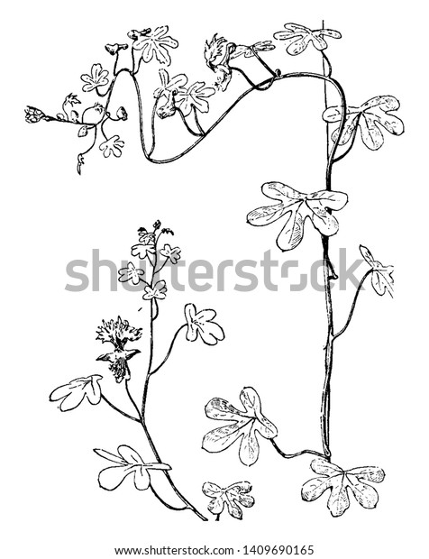 Tender herbaceous with attractive foliage
of deeply divided and lots of yellow flower growing in summer,
vintage line drawing or engraving
illustration.