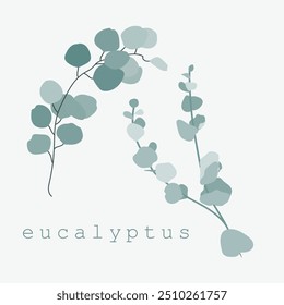 tender leaves of eucalyptus populus and cinarea