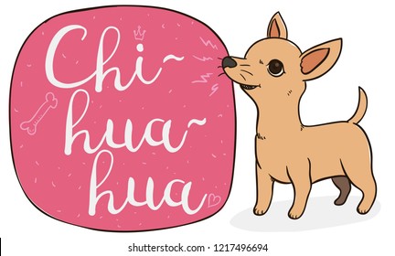 Tender and mischievous Chihuahua of tan and short hair, barking at a sign with doodles.