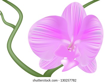 tender orchid vector illustration