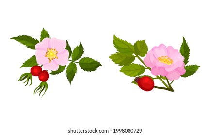 Tender Pink Flowers of Rosa Canina or Dog Rose Plant Specie with Mature Red Rose Hips Vector Set