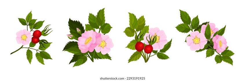 Tender Pink Flowers of Rosa Canina or Dog Rose Plant with Mature Red Rose Hips Vector Set