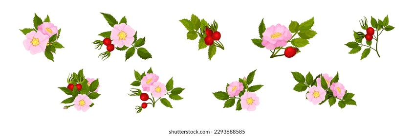 Tender Pink Flowers of Rosa Canina or Dog Rose Plant with Mature Red Rose Hips Vector Set