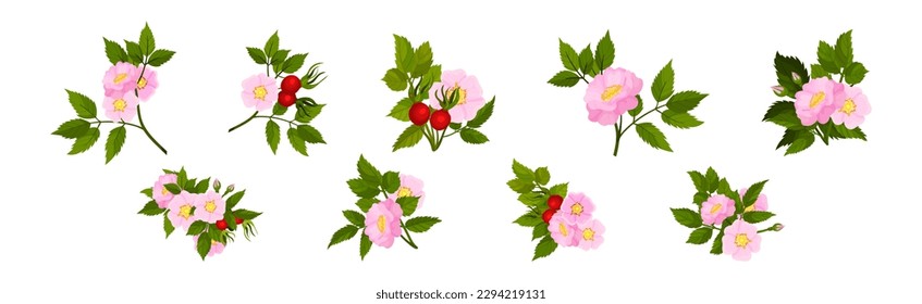 Tender Pink Flowers of Rosa Canina or Dog Rose Plant with Mature Red Rose Hips Vector Set