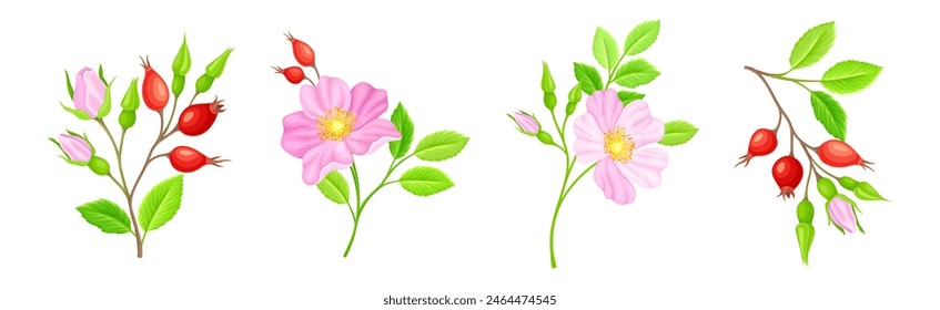 Zartrosa Blüten von Rosa Canina oder Hunderosenpflanze Vektorgrafik Set