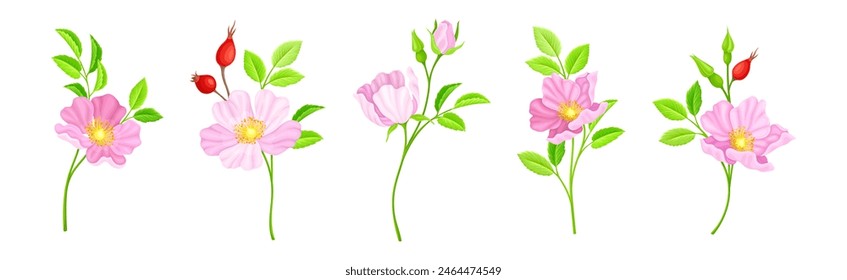 Tender Pink Flowers of Rosa Canina or Dog Rose Plant Vector Set