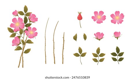 Tender Pink Flowers of Rosa Canina or Dog Rose Plant with Mature Red Rose Hips Vector Set