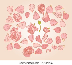 tender rose petals