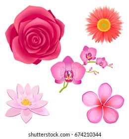 Tender saturated pink rose bud, peach dahlia, wonderful orchid, Chinese lotus and sakura blossom isolated vector illustrations set.