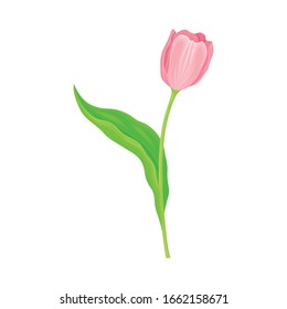 Tender Tulip Flower with Green Pointed Leaf Isolated on White Background Vector Illustration
