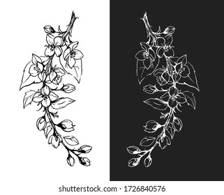 tender vector of blueberry and cherry brunch