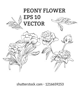 Tender vector collection of hand drawn peony flowers in vector isolated on white background for your design