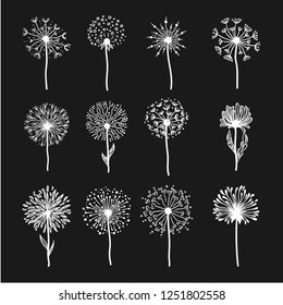 Tender wild dandelion in all phases of blooming. Flower with fresh petals and small seeds on thin stem with leaves isolated cartoon flat monochrome vector illustrations set on black background.