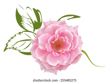 tenderness, greeting card, rose