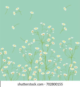 Tenderness of wild, chamomile asters