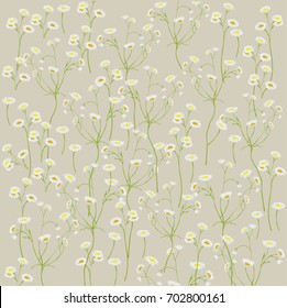 Tenderness of wild, chamomile asters