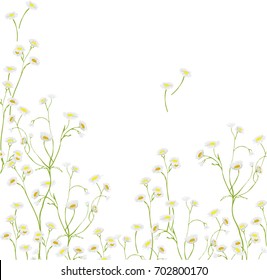 Tenderness of wild, chamomile asters