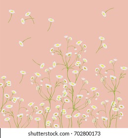 Tenderness of wild, chamomile asters