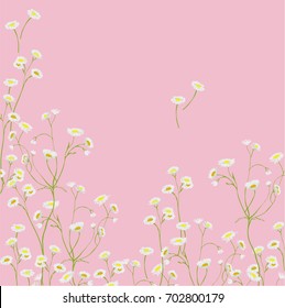Tenderness of wild, chamomile asters