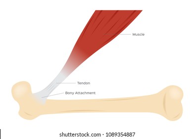 tendon muscle and bone anatomy vector