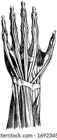 Tendons on the Back of the Left Hand, vintage line drawing or engraving illustration.
