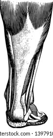 Tendons are white glistening cords or straps which connect the muscles with the bones vintage line drawing or engraving illustration.