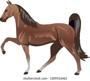 Tennese Walking Horse, Stallion Galop ,  Animal - Vector Illustration