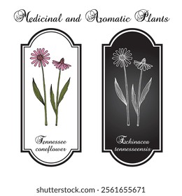 Tennessee purple coneflower (echinacea tennesseensis), state flower of Tennessee. Hand drawn botanical vector illustration