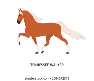 Tennessee Walking Horse flat vector illustration. American equine, Walker breed steed, pedigree hoss. Equestrian sport, breeding concept. Beautiful hoofed animal isolated on white background.