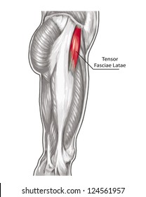 Tensor Fasciae Latae - didactic board of anatomy of leg human muscular system