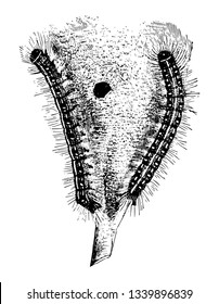 Tent Caterpillars are moderately sized species in the genus Malacosoma in the moth family Lasiocampidae vintage line drawing or engraving illustration.