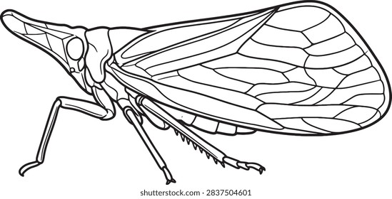 Tent Winged Planthopper Side Profile Outline Illustration