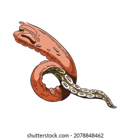 Tentacle of octopus hand drawn icon, engraving style colorful vector illustration isolated on white background. Octopus product emblem for restaurant and seafood pack.