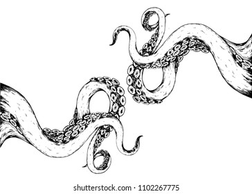 tentacles octopus on white background
