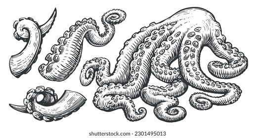 Tentacles with suckers of octopus, squid. Seafood set concept. Hand drawn sketch vintage vector illustration